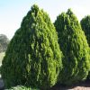 Thuja orientalis 'Aurea Nana' - Kontejner 2 l, v. 20-25 cm