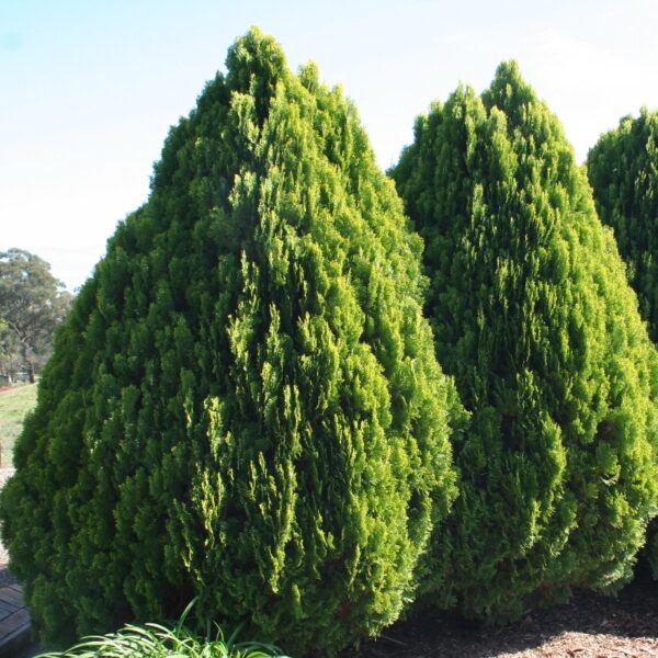 Thuja orientalis 'Aurea Nana'