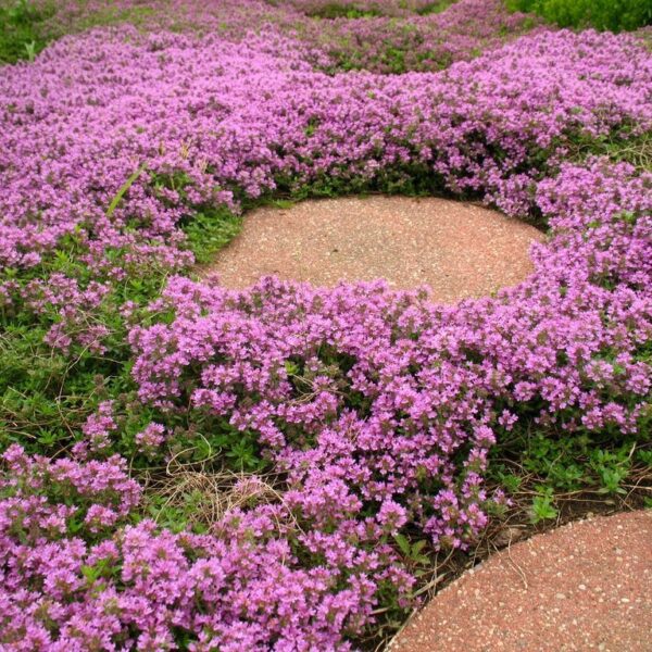 Thymus praecox ´Elfin´ K 9x9