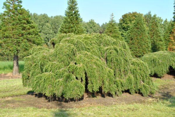 Tsuga canadensis 'Pendula', 25–30 cm - tsuga canadensis pendula 1