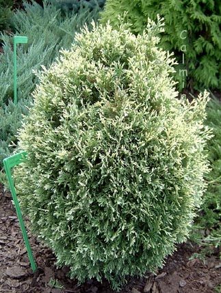 Thuja occidentalis Stolwijk 20–30 K2,5