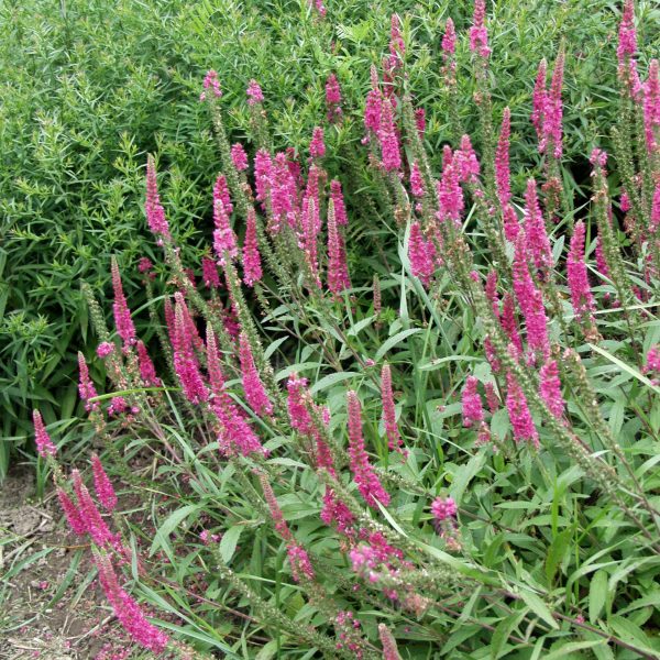 Veronica spicata Pink Goblin 9x9x8 - veronica spicata rosea 2.9.03 er