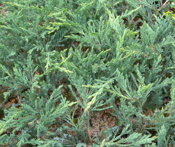 Juniperus hor. Prostrata 20–30 - vyr 1207jalovec vodorovn prostrata 1
