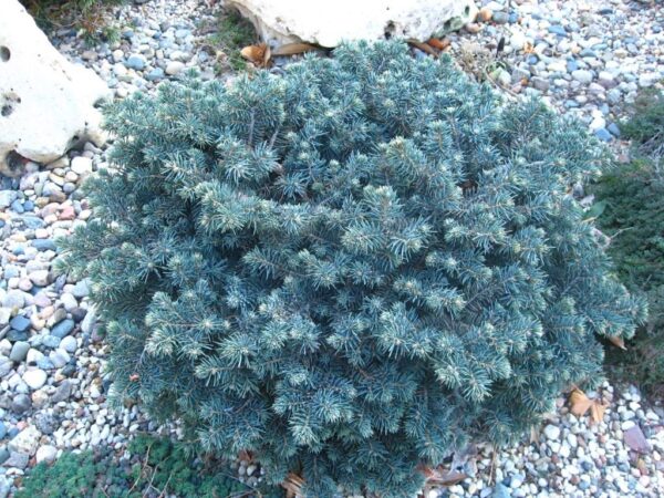 Picea pungens 'Waldbrunn', 30–40 cm - vyr 4560 wald 1