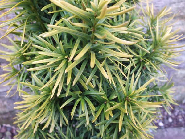 Taxus baccata 'Ivory Tower' 40–50 cm - websitephotos2084