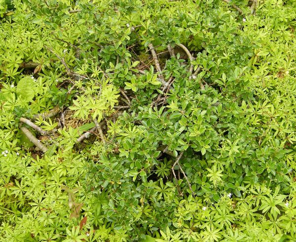Salix arbuscula 60KM, K3 - 1200px