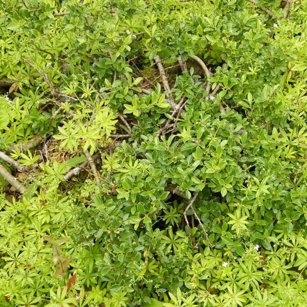 Salix arbuscula 60KM, K3