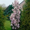 Prunus serrulata 'Amanogawa' - 125-150 CM