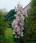 Prunus serrulata 'Amanogawa'