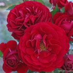 ROSA KORDES, Bordeaux®
