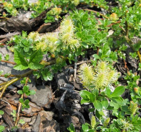 Salix arbuscula 60KM, P 19