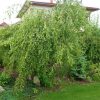 Betula pendula 'Youngii' - C25L-v. kmínku 220 CM