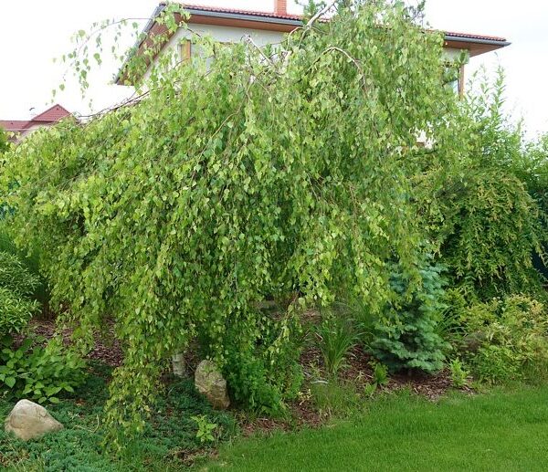 Betula pendula 'Youngii'