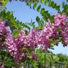 Robinia 'Casque Rouge' - C15L-KM180 CM, OK 8-10 CM