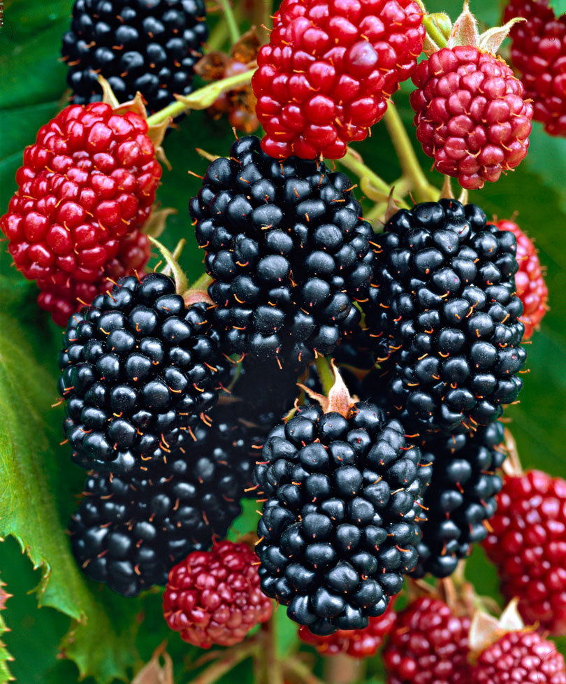 Rubus frut. ´Chester Thornless´ Ostružiník beztrnný, C 2,0 L - 70995 00 BAKIE 20150709111510
