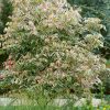 Acer negundo 'Flamingo' - Keřový - kontejner 3,5l, v. 40-50 cm
