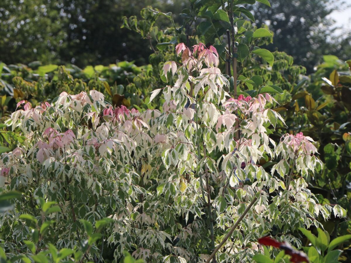 Acer negundo 'Flamingo' - Image 2