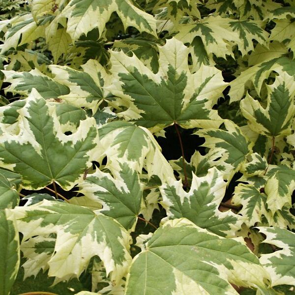 Acer plat. 'Drummondii' 200–250 cm