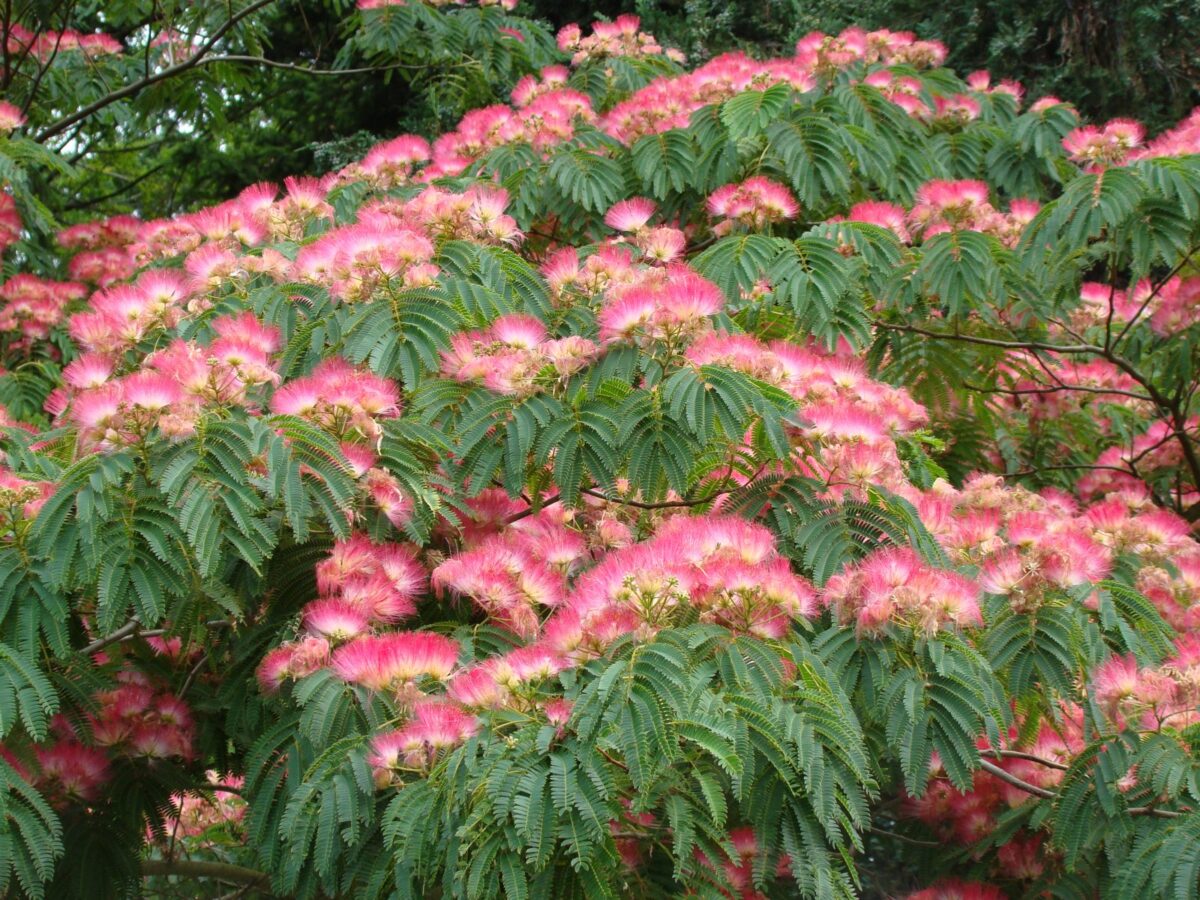Albizia julibrissin 'Rosea' 60–80 cm - Image 1