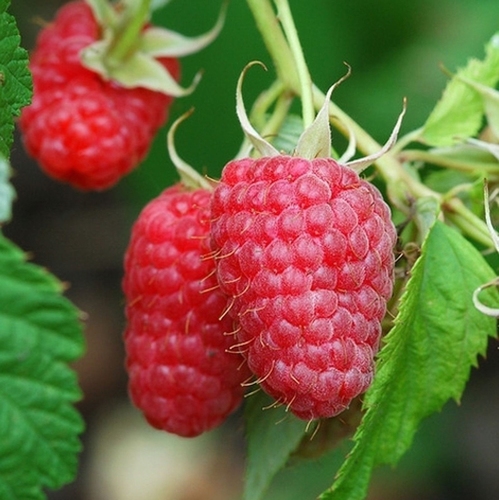 Rubus idaeus ´Aroma–Queen´ červená malina, remontantní, C2,0 L - Aroma Queen