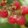 Rubus idaeus 'Autumn Bliss' - C2,0 L, v. 40-50CM