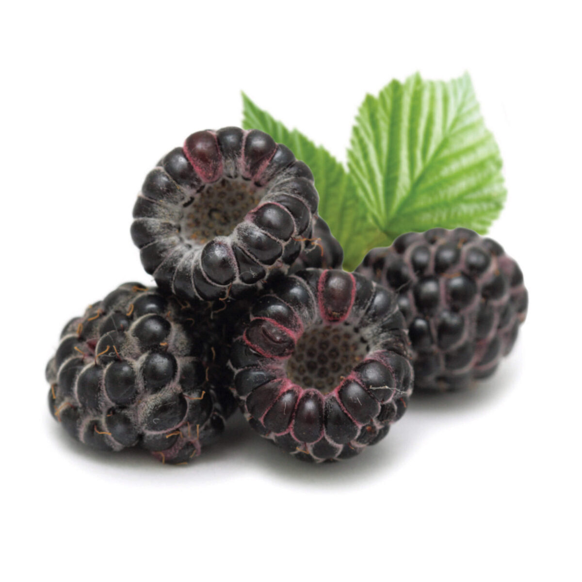 Rubus occidentalis  'Black Jewel' - Image 2