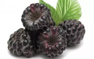 Rubus occidentalis 'Black Jewel' - Black Jewel