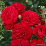 ROSA KORDES, Bordeaux® - Image 4