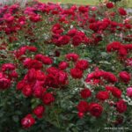 ROSA KORDES, Bordeaux® - Image 3