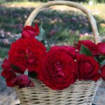 ROSA KORDES, Bordeaux® - Image 2