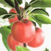 Jabloň 'Braeburn' - C7,5L-podnož M9-ZK