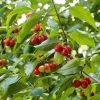 Cornus mas - Kontejner 3 l, v. 40-60 cm