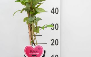 Rubus idaeus ´Aroma–Queen´ červená malina, remontantní, C2,0 L - FRAMC2 AQU991001 F000 01