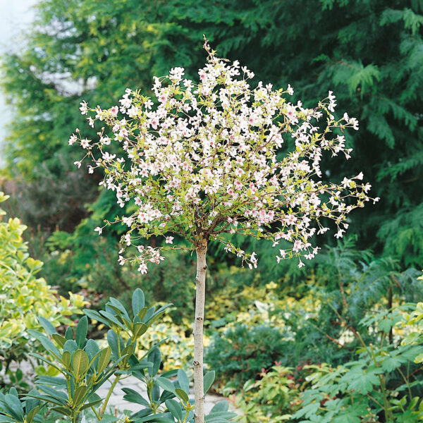 Prunus incisa 'Kojou–no–mai'
