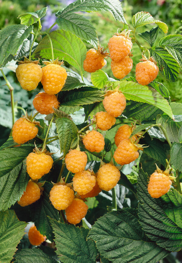 Rubus idaeus 'Golden Queen' - Malinik Golden Queen