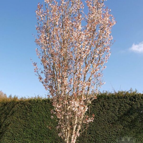 Prunus hillieri Spire km80 Spire km80