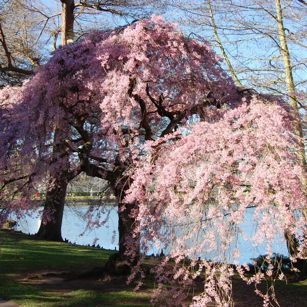 Prunus subh. Pendula 130KM