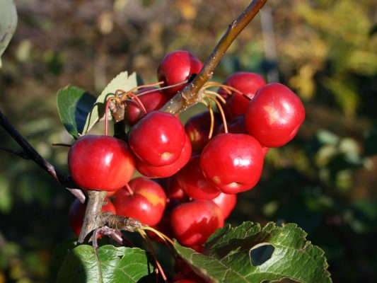 Malus 'Red Sentinel' - Red Sentinel