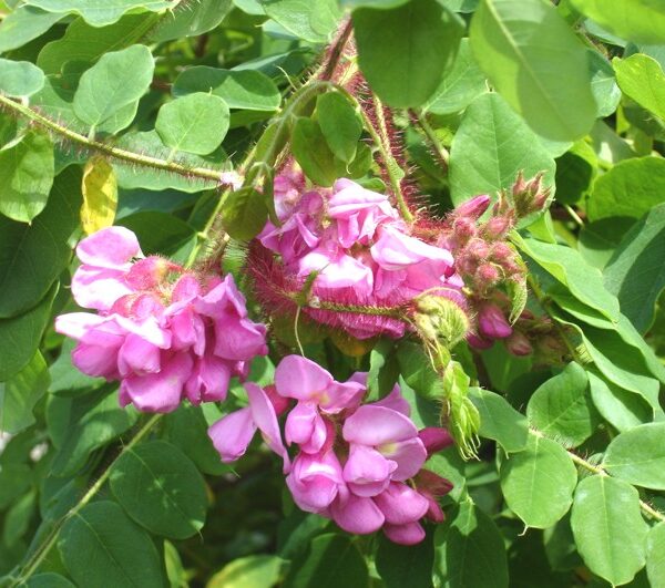 Robinia hispida 180KM