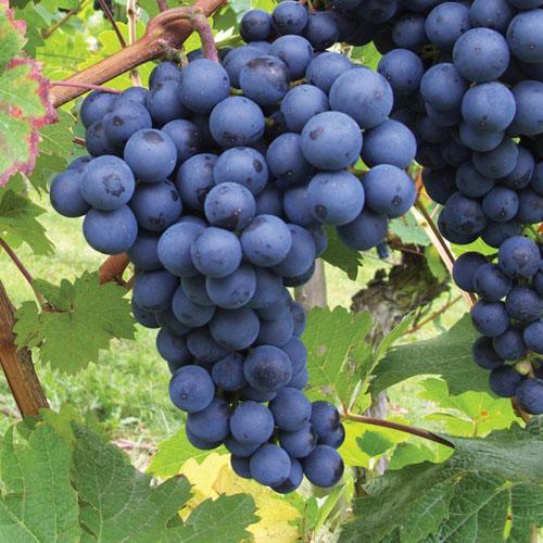 Vitis vinifera ´Boskoops Glory´-modré - Réva Boskoop