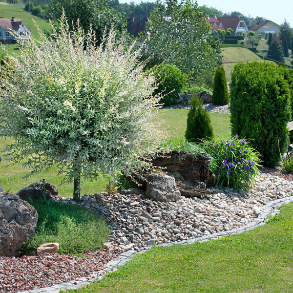 Salix integra 'Hakuro Nishiki'