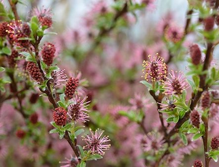 Salix arctica Yalta 80KM