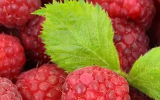 Rubus idaeus ´Schoenemann´ 40 RK2, červená malina - Schoeneman