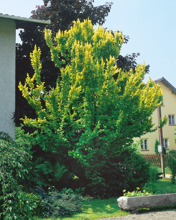 Ulmus carpinifolia 'Wredei' - Ulmus carp. Wredei