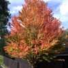 Acer palmatum 'Tamuke Yama' - Keř - kontejner 5 l, v. 40-50 cm