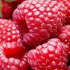 Rubus idaeus ´Willamette´ červená malina-velkoplodá - C 2L