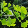 Ginkgo biloba - Kontejner 2,5 l, v. 60-80 cm