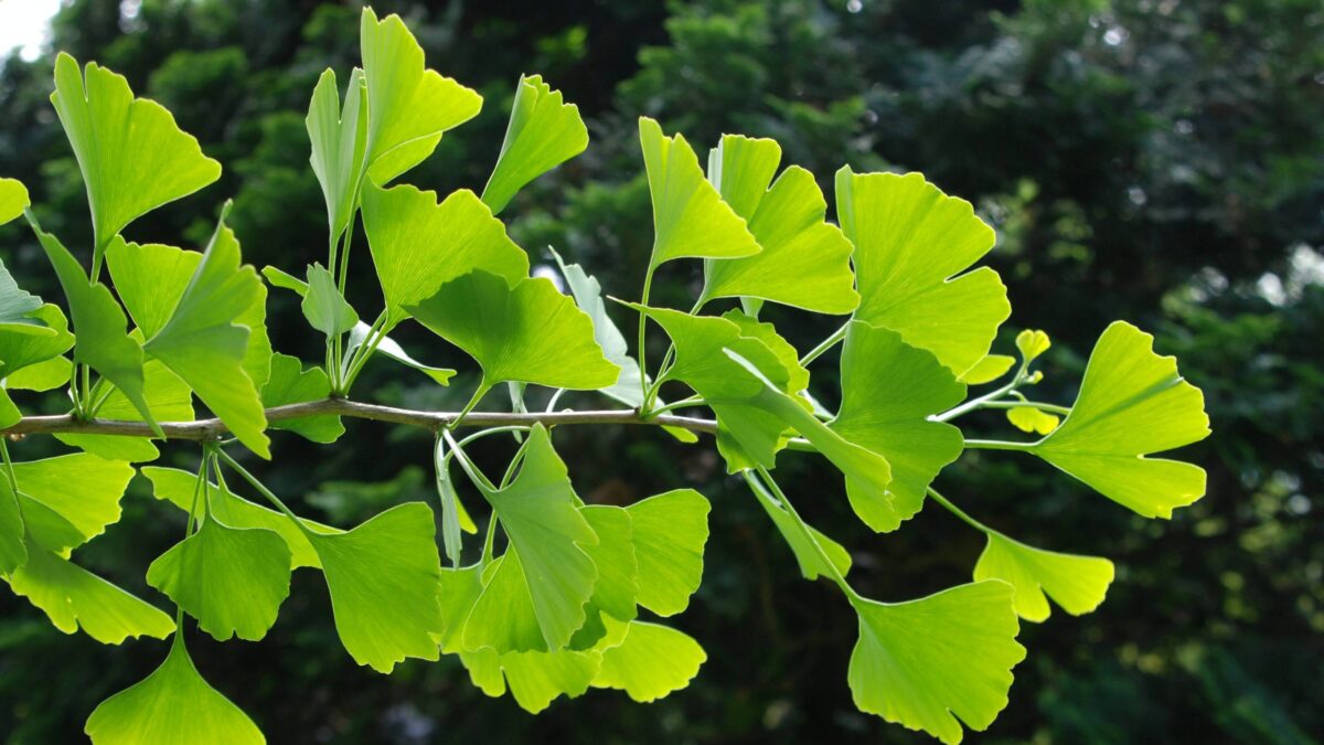 Ginkgo biloba - Image 1