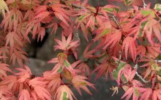 Acer japonicum 'Aconitifolium' - acer palmatum butterfly tree p891 6341 image e1551962077365