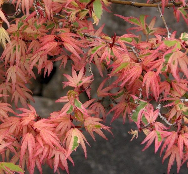 Acer palm. 'Butterfly' 20–30 cm - acer palmatum butterfly tree p891 6341 image e1551962077365